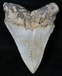 Sharply Serrated Megalodon Tooth - North Carolina #18591-2